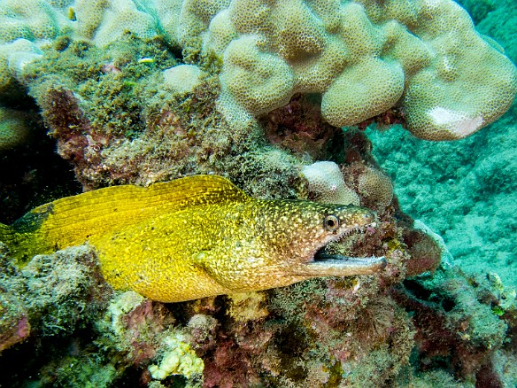 Stout Moray May 19, 2016 2:50 PM : Diving, anguilliformes, animal, bony fish, eel, fish, moray, muraenidae, osteichthyes : Debra Zeleznik,Reivan Zeleznik