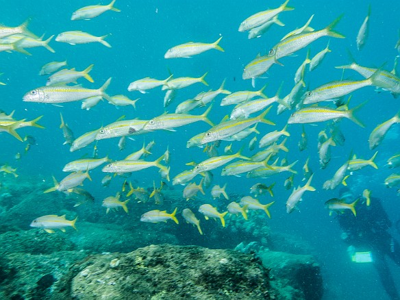 School of Yellowfin Goatfish May 19, 2016 3:01 PM : Diving : Reivan Zeleznik