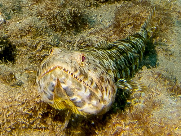 This Lizardfish was pretty good sized May 19, 2016 4:07 PM : Diving, animal, aulopiformes, bony fish, fish, lizardfish, osteichthyes, synodontidae : Debra Zeleznik,Reivan Zeleznik