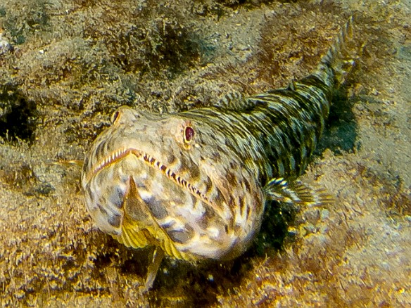 This Lizardfish was pretty good sized May 19, 2016 4:07 PM : Diving : Reivan Zeleznik