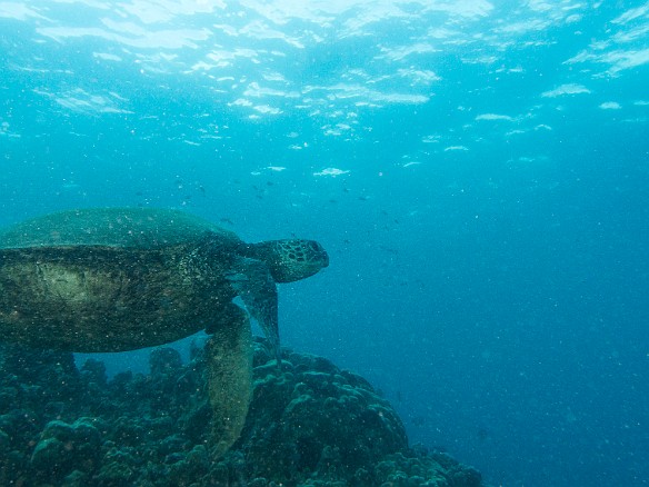 Turtle heading for the surface at Koloa Landing May 19, 2016 4:08 PM : Diving, honu, turtle : Debra Zeleznik,Reivan Zeleznik