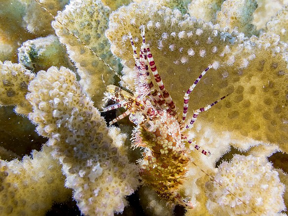 I love the eyes of this female Marbled Shrimp found clambering at twilight over a head of cauliflower coral. The females sport bristles on their body and front legs that earns them the nickname Fuller Brush Shrimp. May 19, 2016 4:21 PM : Diving, Instagram : Reivan Zeleznik