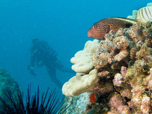 Large Blackside Hawkfish May 19, 2016 4:36 PM : Diving, animal, blackside hawkfish, bony fish, centrarchiformes, cirrhitidae, fish, hawkfish, osteichthyes, paracirrhites forsteri : Debra Zeleznik,Reivan Zeleznik