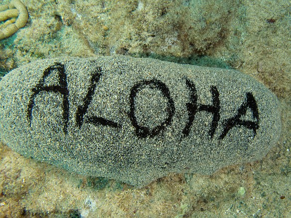 First time I've seen a black sea cucumber holding out a welcome  sign May 19, 2016 4:39 PM : Diving : Debra Zeleznik,Reivan Zeleznik