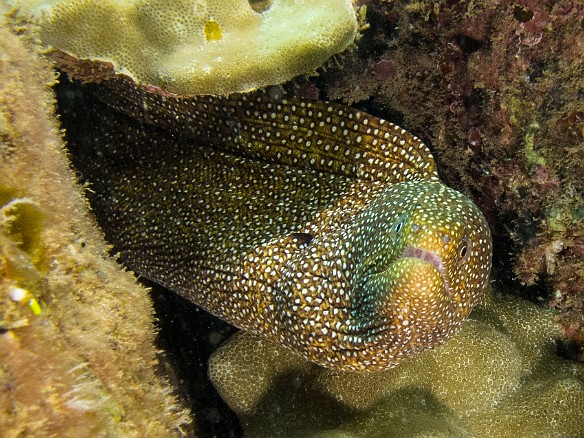 Whitemouth Moray May 19, 2016 4:48 PM : Diving, anguilliformes, animal, bony fish, eel, fish, moray, muraenidae, osteichthyes : Debra Zeleznik,Reivan Zeleznik