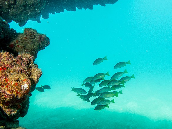 The following week it was back to Tunnels on the North shore where I caught this small school of Bluestripe Snapper May 23, 2016 12:03 PM : Diving, snapper : Debra Zeleznik,Reivan Zeleznik