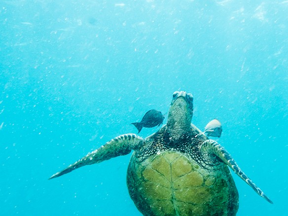 The turtle cleaning station on top of Tunnels outer reef. Tangs or Surgeonfish are picking the algae off the shell. May 23, 2016 12:06 PM : Diving, animal, chelonia mydas, cheloniidae, hawaiian green sea turtle, honu, reptile, reptilia, sea turtle, testudines, turtle : Debra Zeleznik,Reivan Zeleznik
