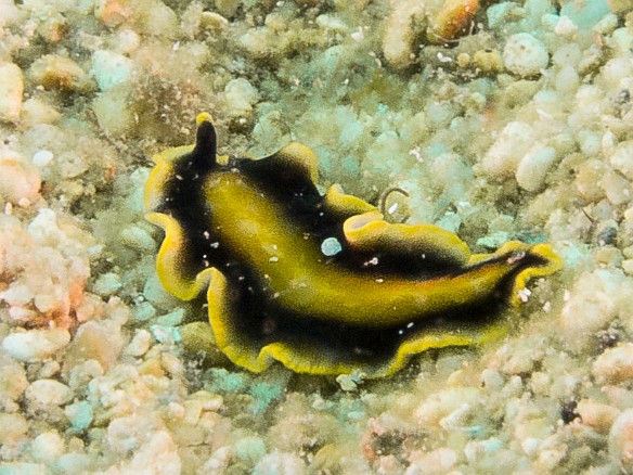 Goldrim Flatworm May 23, 2016 12:14 PM : Diving, animal, flatworm, goldrim flatworm, marine Flatworm, platyhelminthes, polycladida, pseudoceros paralaticlavus : Debra Zeleznik,Reivan Zeleznik