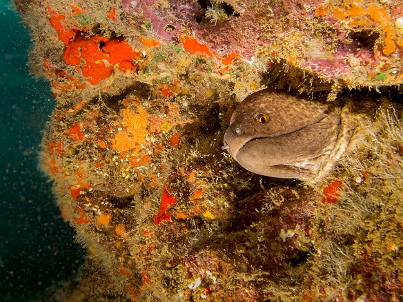 Yellow Margin Moray at Tunnels May 23, 2016 12:17 PM : Diving, anguilliformes, animal, bony fish, eel, fish, moray, muraenidae, osteichthyes : Debra Zeleznik,Reivan Zeleznik
