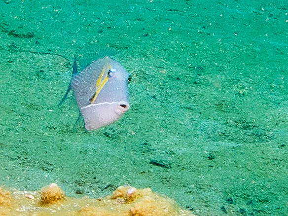 Lei Triggerfish, named for the two vertical bands that can change color from yellow (here) to dark brown depending on the fish's emotional state May 23, 2016 12:40 PM : Diving, animal, balistidae, bony fish, fish, humuhumu lei, lei triggerfish, osteichthyes, sufflamen bursa, tetraodontiformes, triggerfish : Debra Zeleznik,Reivan Zeleznik