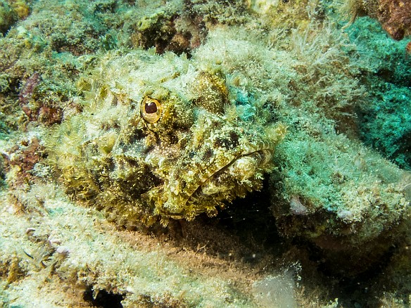 I seemed to be beating Jess at spotting the several Scorpionfish on this dive, this one another Shortsnout May 24, 2016 2:47 PM : Diving : Reivan Zeleznik
