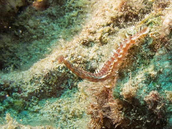 This Lined Fireworm was on the move May 24, 2016 2:57 PM : Diving, animal, worm : Debra Zeleznik,Reivan Zeleznik