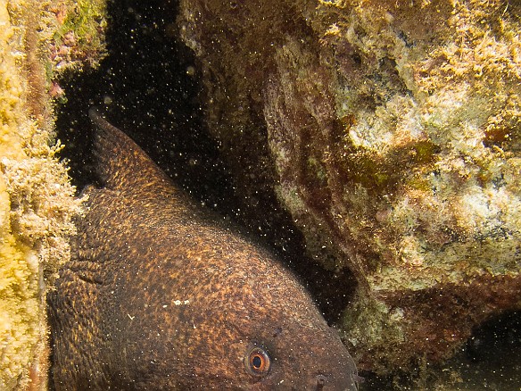 Yellow Margin Moray May 24, 2016 4:02 PM : Diving, eel, moray : Debra Zeleznik,Reivan Zeleznik