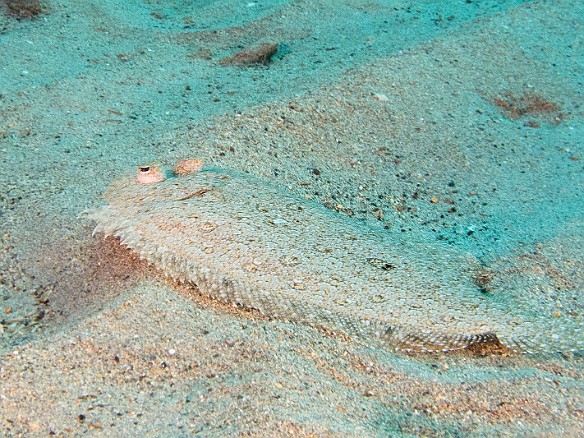 Panther Flounder on the sandy bottom at Koloa Landing, looks similar to the Peacock Flounder we see in the Caribbean May 24, 2016 4:32 PM : Diving : Reivan Zeleznik