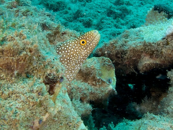 May 24, 2016 4:38 PM : Diving, anguilliformes, animal, bony fish, eel, fish, moray, muraenidae, osteichthyes : Debra Zeleznik,Reivan Zeleznik