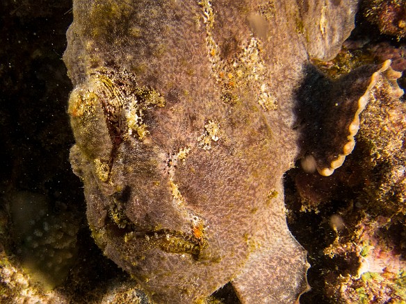 Ugly, but cute in its own weird way.... May 24, 2016 4:42 PM : Diving, anglerfish, animal, antennariidae, bony fish, fish, frogfish, lophiiformes, osteichthyes : Debra Zeleznik,Reivan Zeleznik