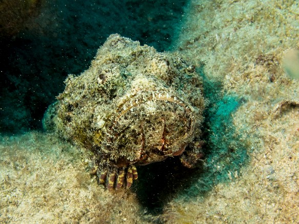 Yet another Scorpionfish near the end of the dive May 24, 2016 4:43 PM : Diving, animal, bony fish, devil scorpionfish, fish, osteichthyes, perciformes, scorpaenidae, scorpaenopsis diabolus, scorpionfish : Debra Zeleznik,Reivan Zeleznik