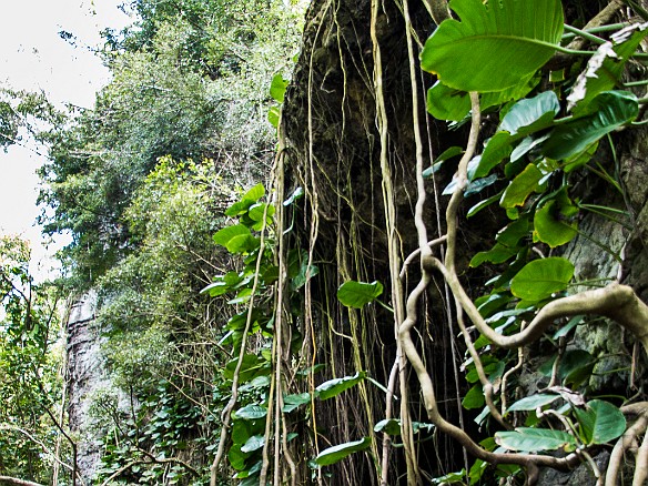 Vines out of Indian Jones tumble down the face of the rock wall at Maniniholo Dry Cave May 15, 2016 2:24 PM