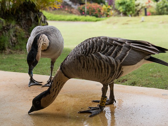 The nene's seem more interested in the puddles on the lanai than my coffee May 21, 2016 10:21 AM