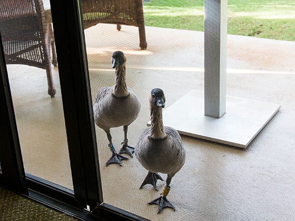 The same pair of nene's kept coming back, this time trying to get a glimpse of life on the other side of the screen door May 28, 2016 7:16 AM