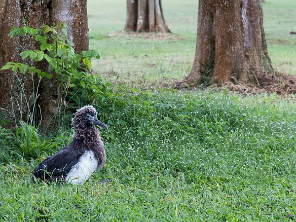 We spotted this teenage albatross waiting on the Makai Course near the road, waiting for its parents to return with dinner May 27, 2016 3:47 PM