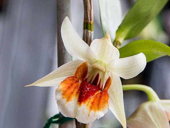 One of the orchids Max bought, the bright red tongue is really fuzzy! May 27, 2016 12:27 PM