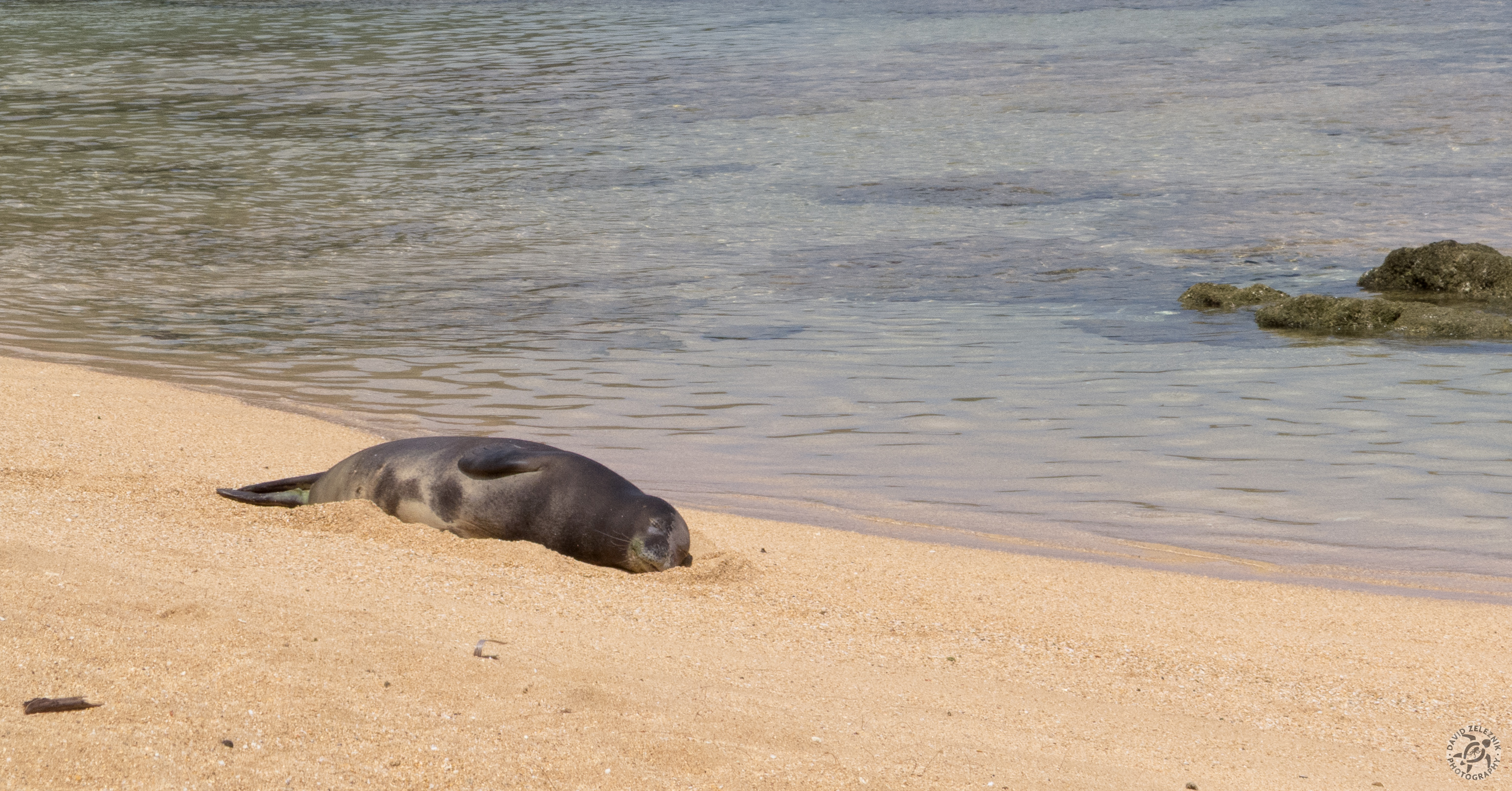 Hawaiian Monk Seal<br/><small>Tunnels Reef, Kauai</small>