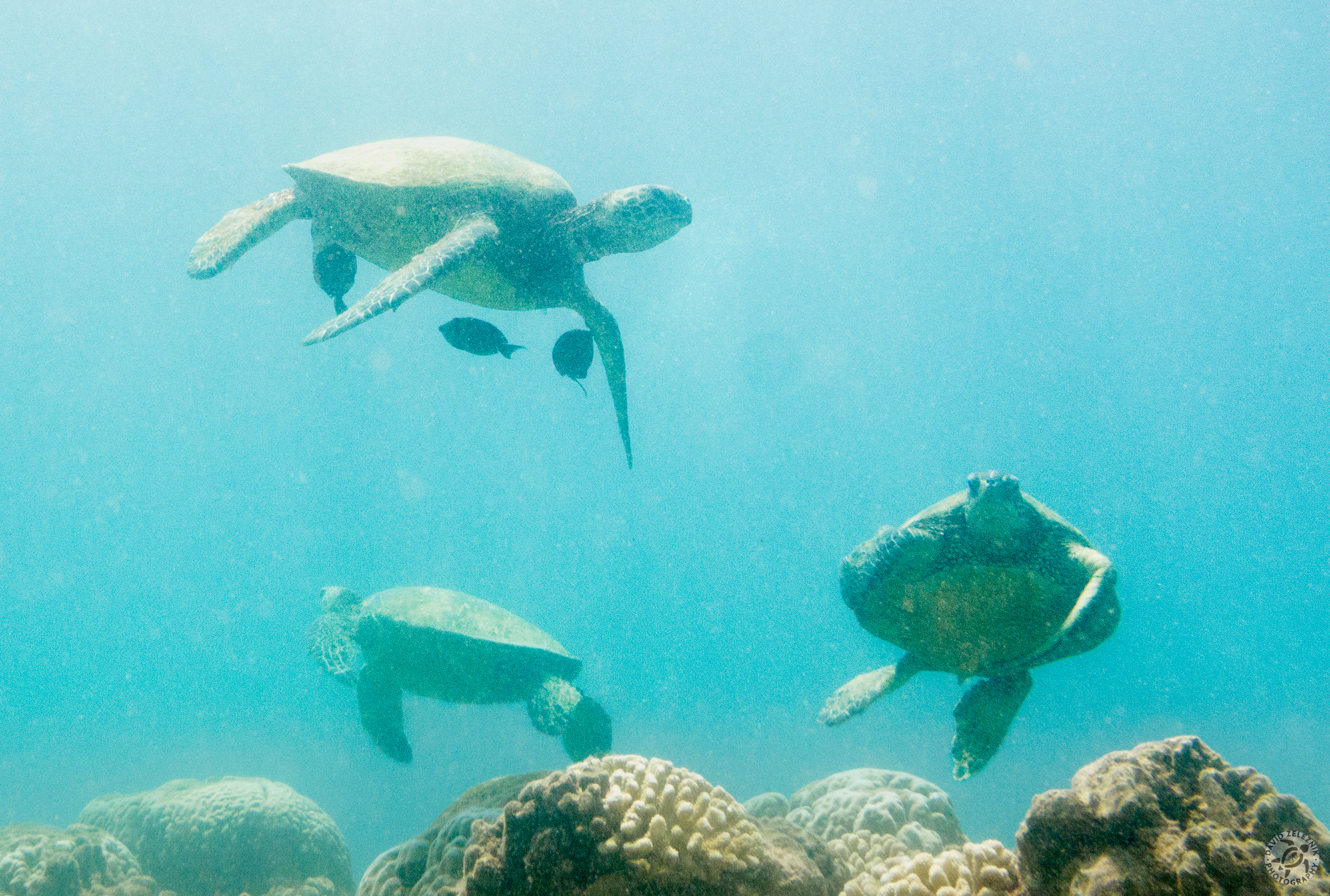 KauaiDiving2017-015