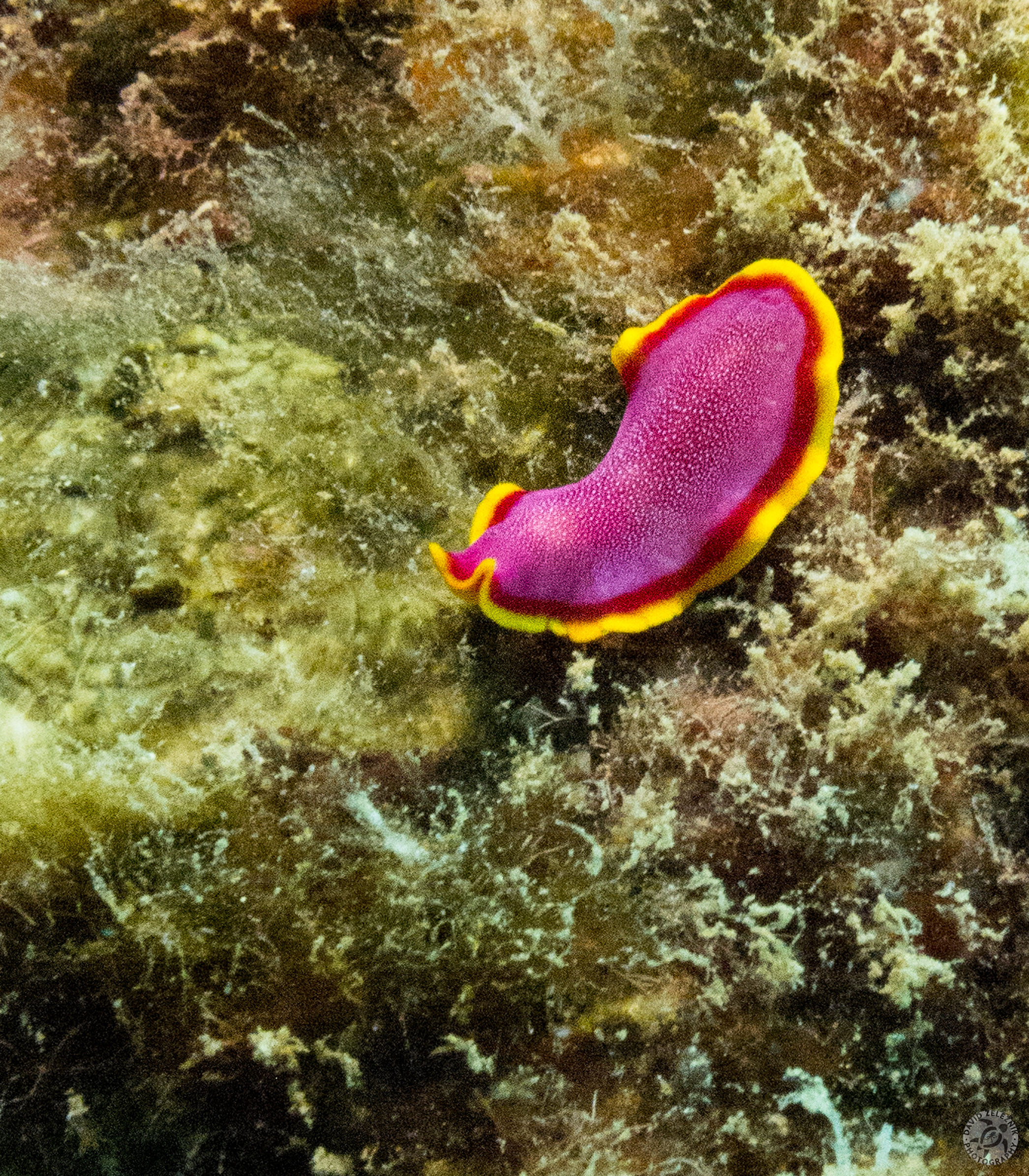 KauaiDiving2017-019