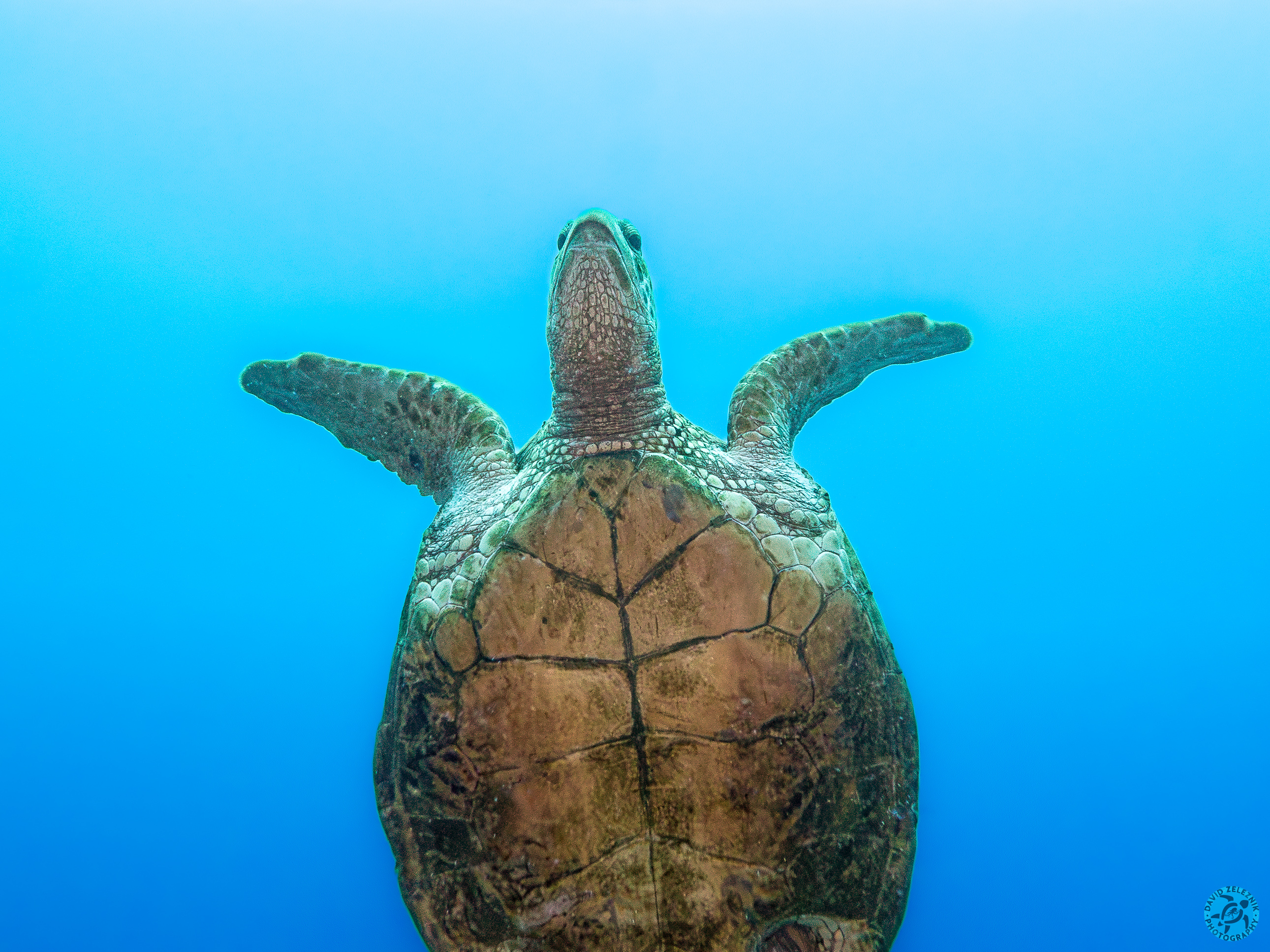 Honu<br/><small>Icebox dive site, Kauai</small>