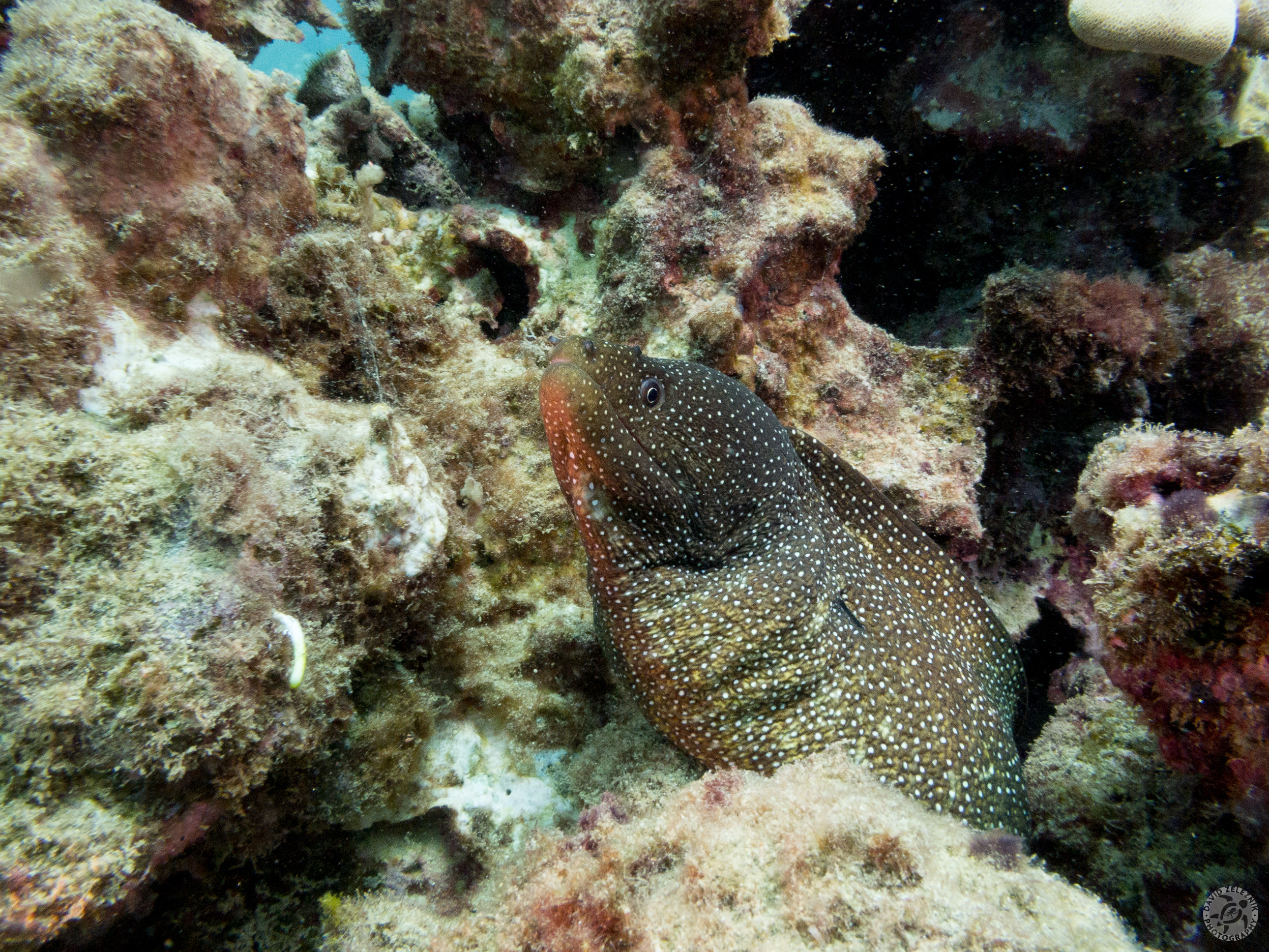 KauaiDiving2017-080