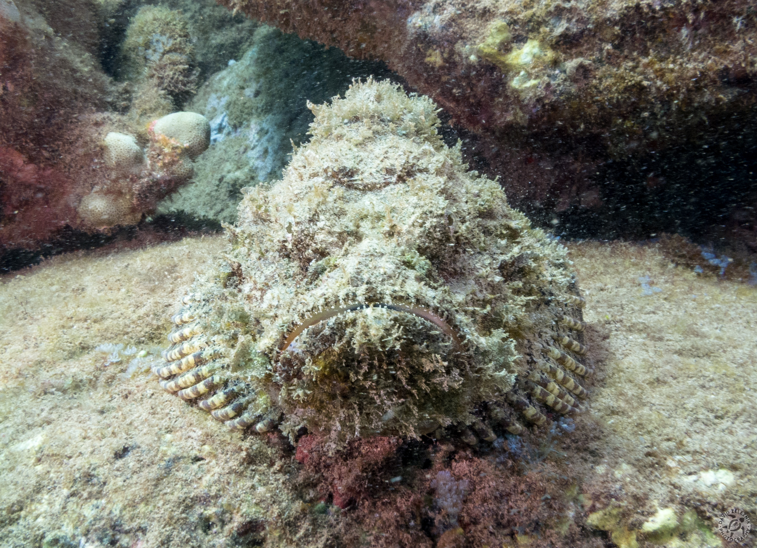 Devil Scorpionfish<br/><small>Koloa Landing dive site, Kauai</small>