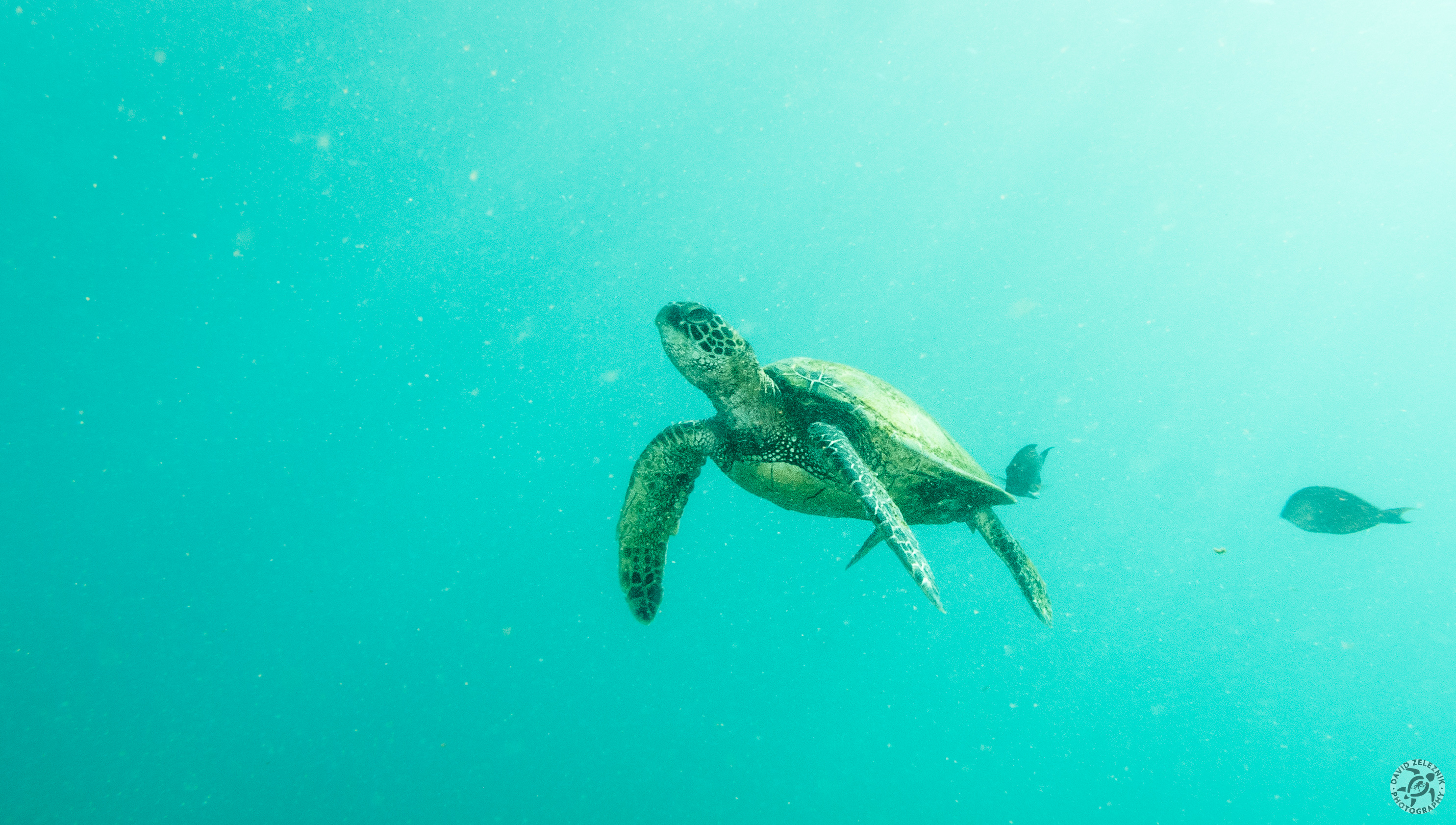 KauaiDiving2017-099