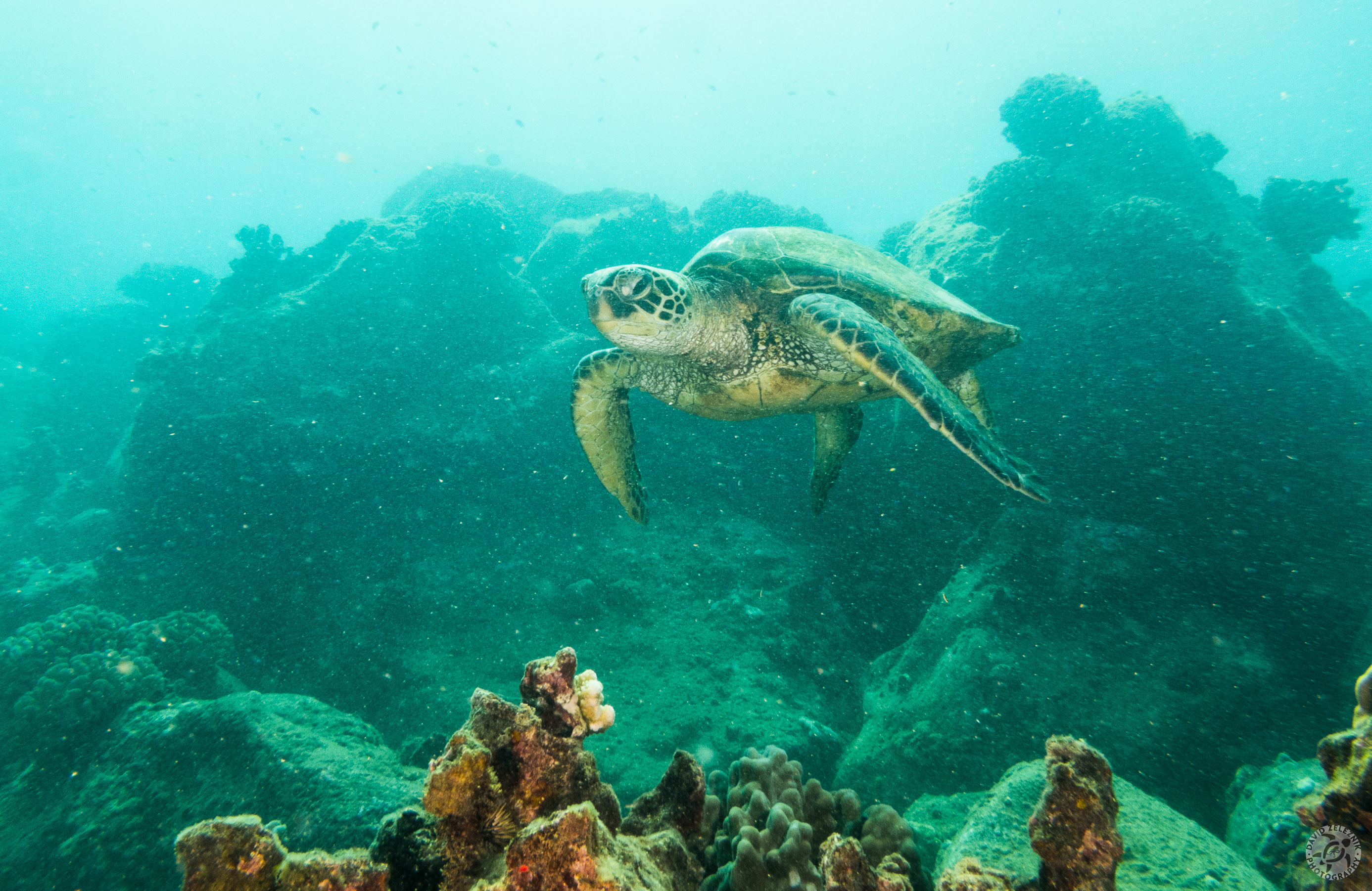 KauaiDiving2017-104