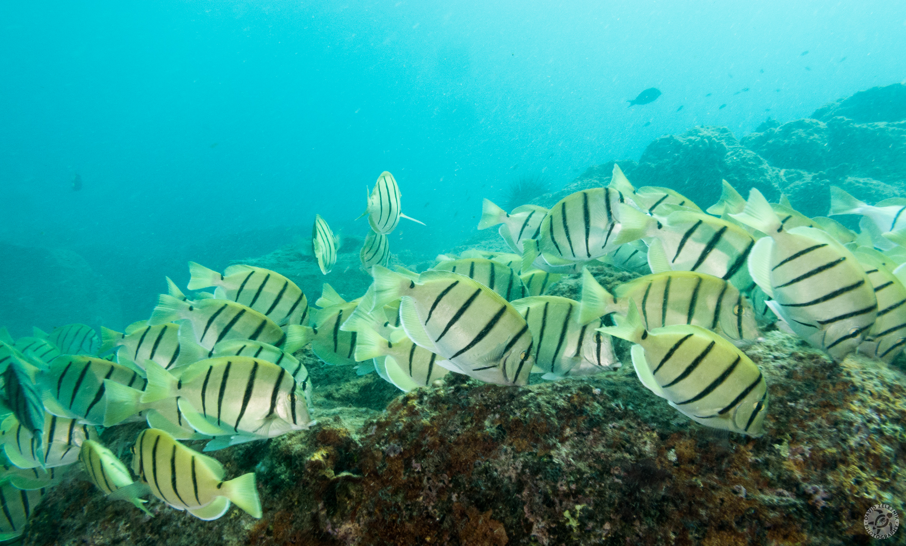 KauaiDiving2017-112