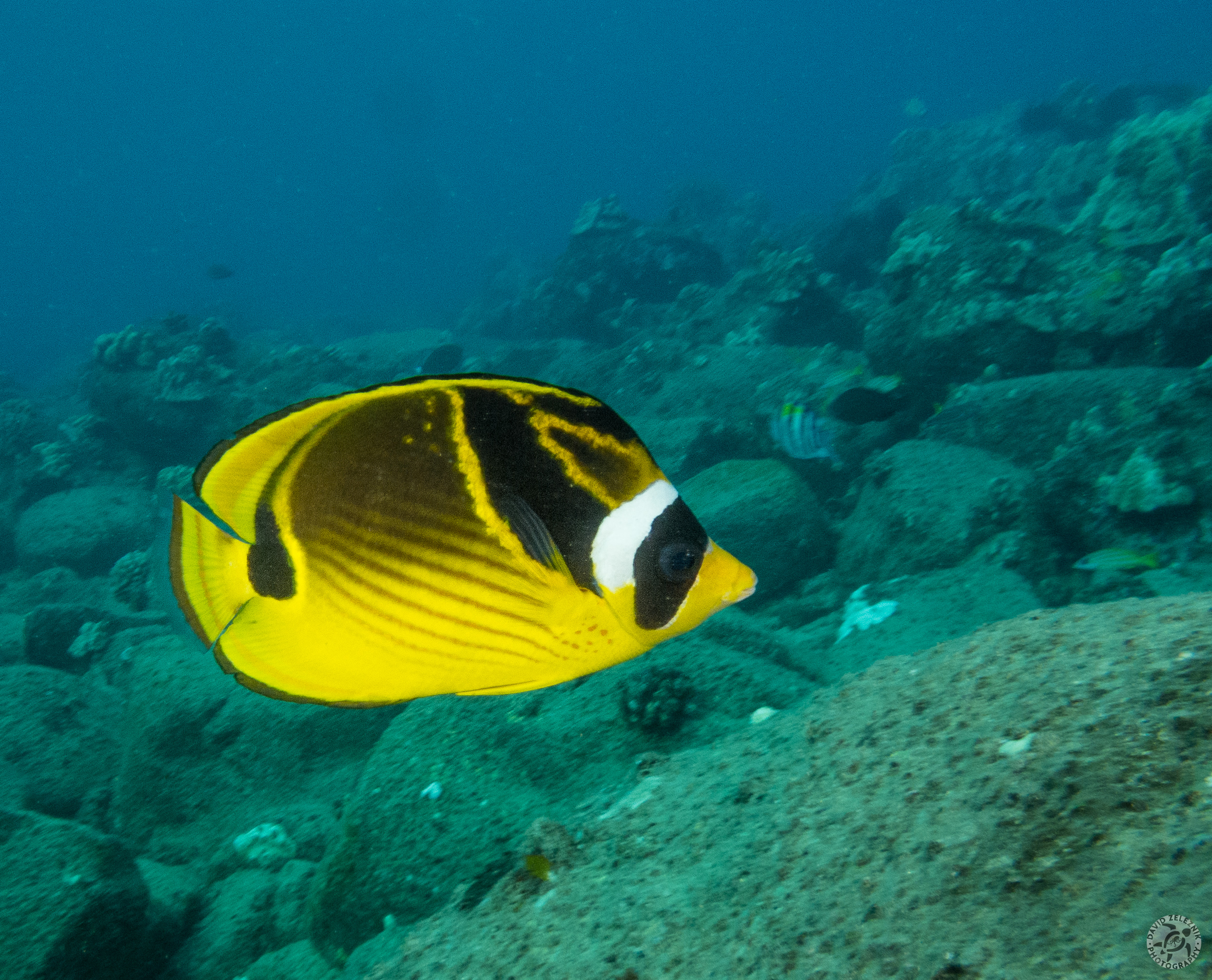 Raccoon Butterflyfish<br/><small>Koloa Landing night dive, Kauai</small>