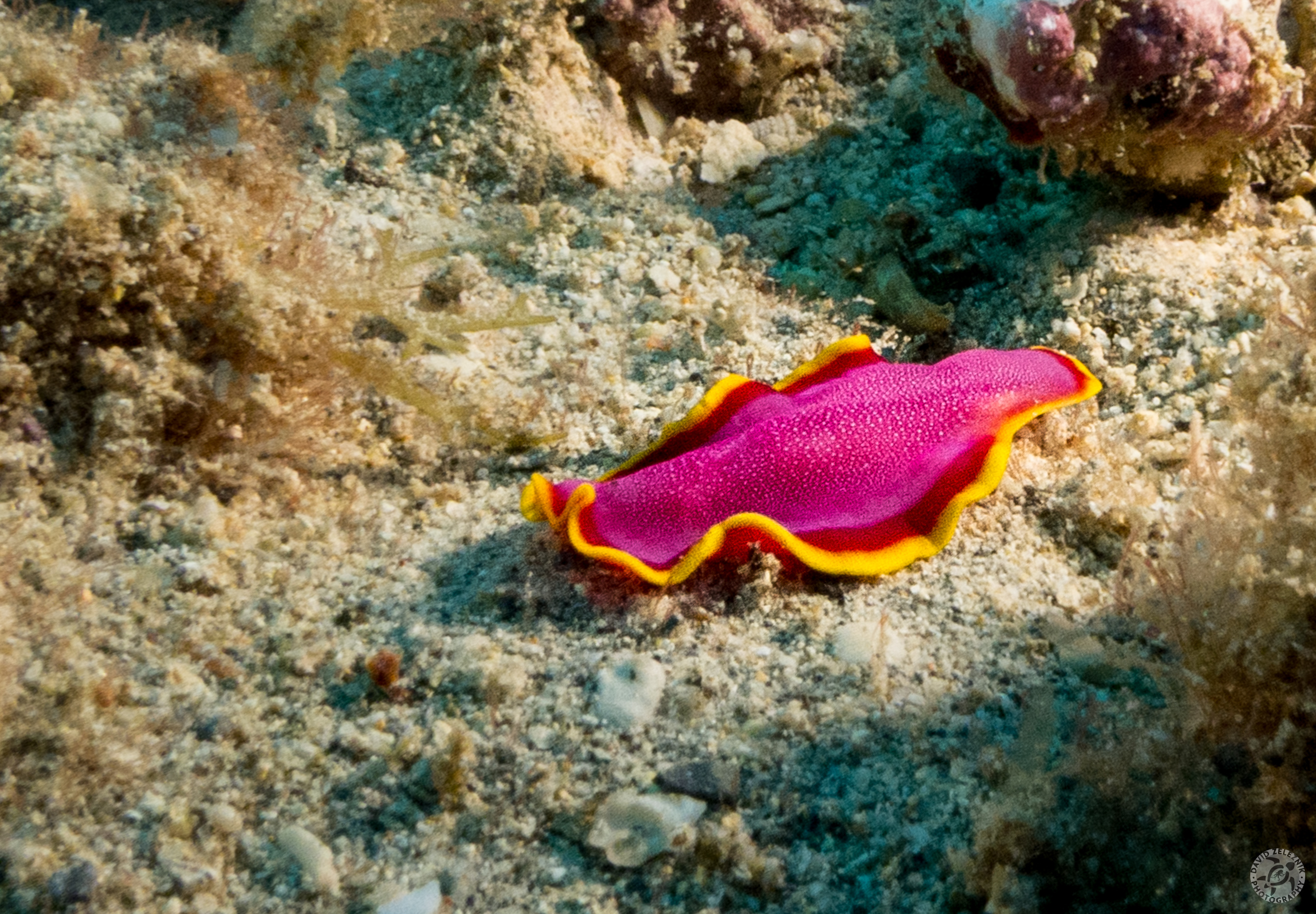 Fuschia Flatworm<br/><small>Koloa Landing night dive, Kauai</small>