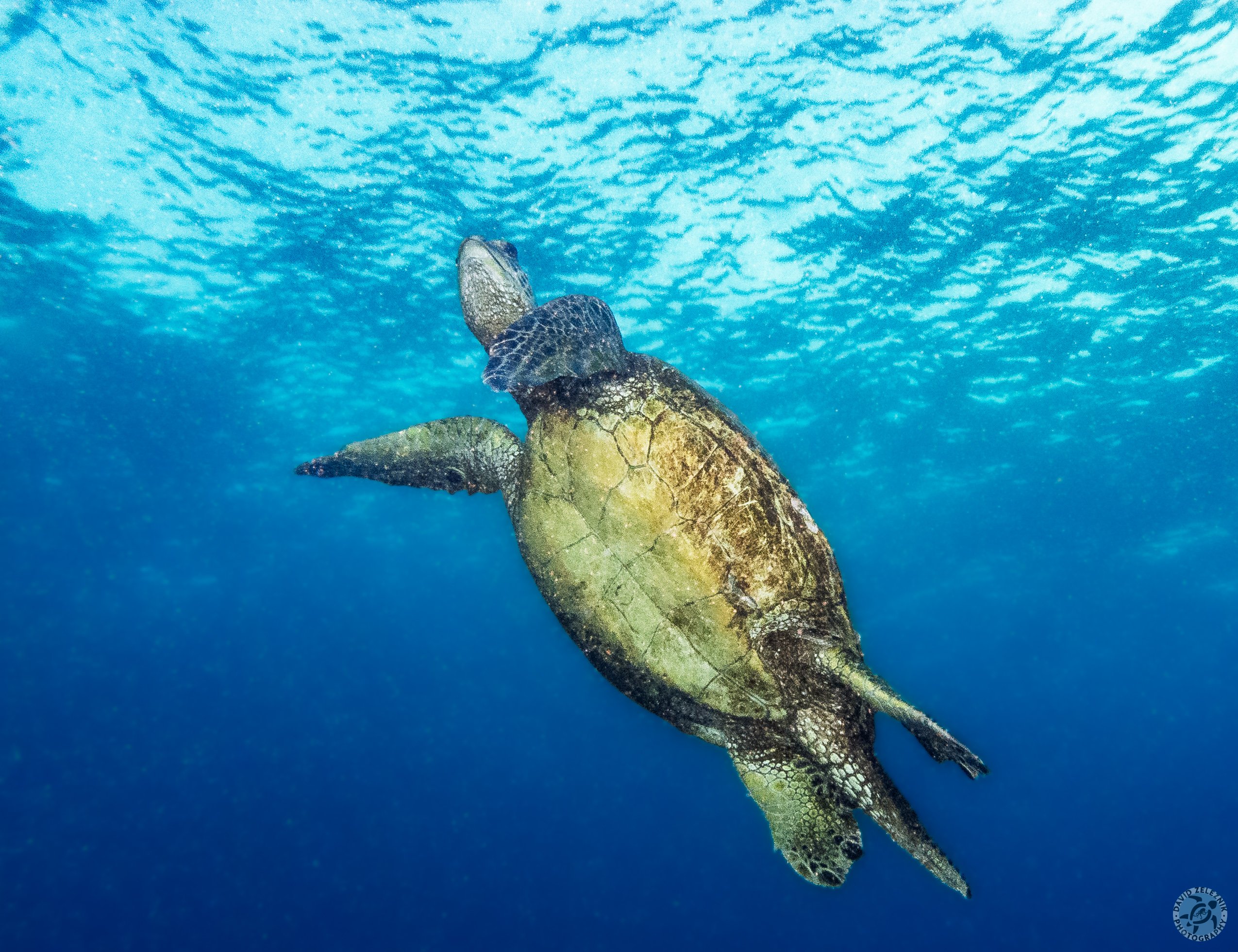 Turtle heading for the surface<br/><small>Koloa Landing night dive, Kauai</small>