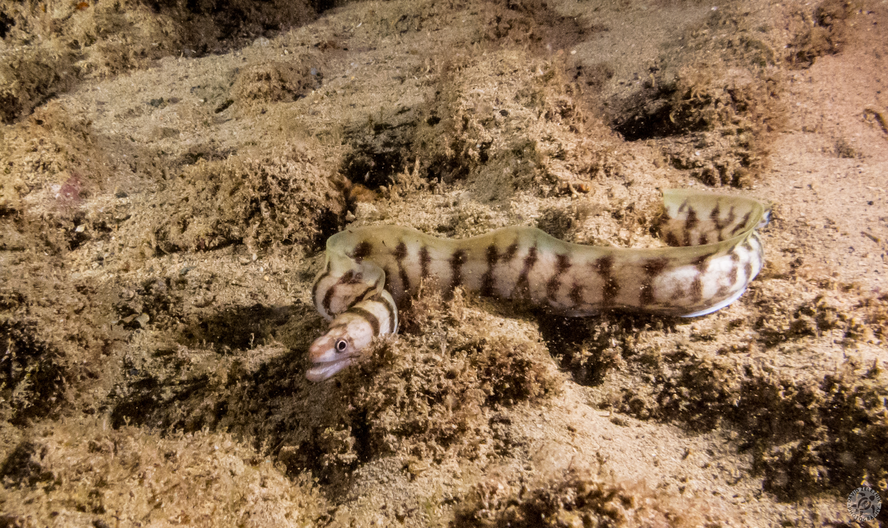 Snowflake Moray<br/><small>Koloa Landing night dive, Kauai</small>