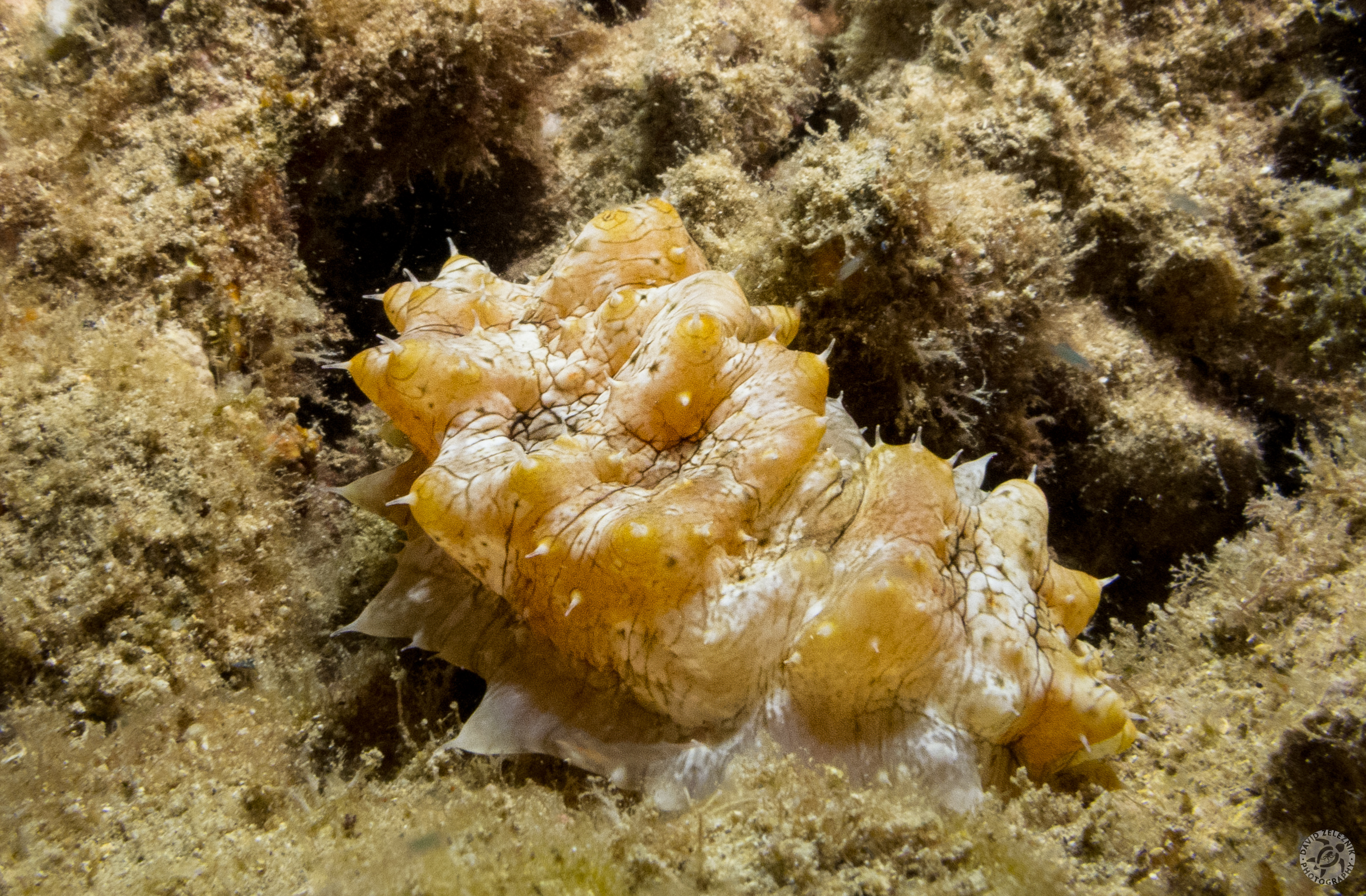 Hawaiian Yellow-Tip Sea Cucumber<br/><small>Koloa Landing night dive, Kauai</small>