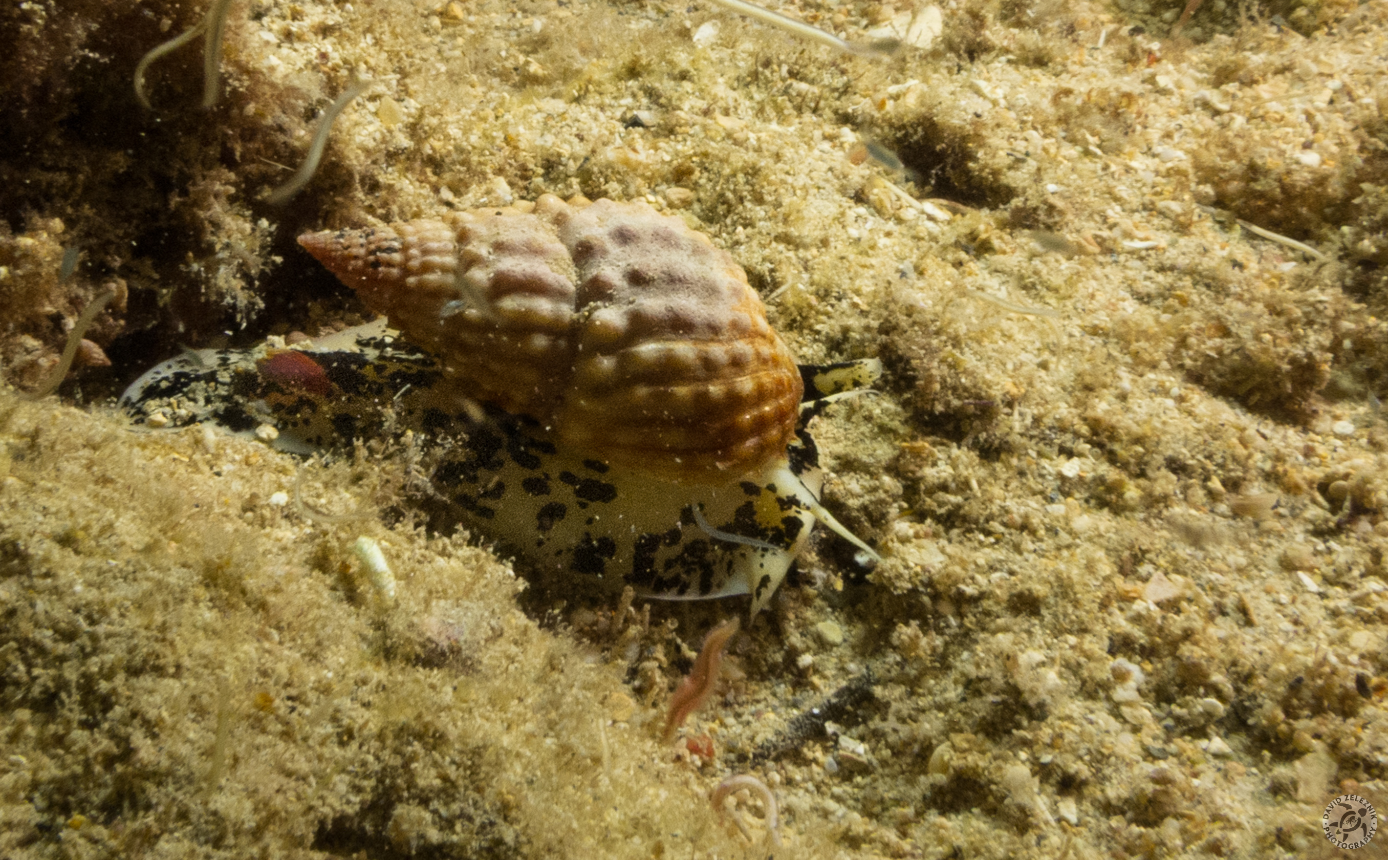 Pimpled Basket, a type of whelk<br/><small>Koloa Landing night dive, Kauai</small>