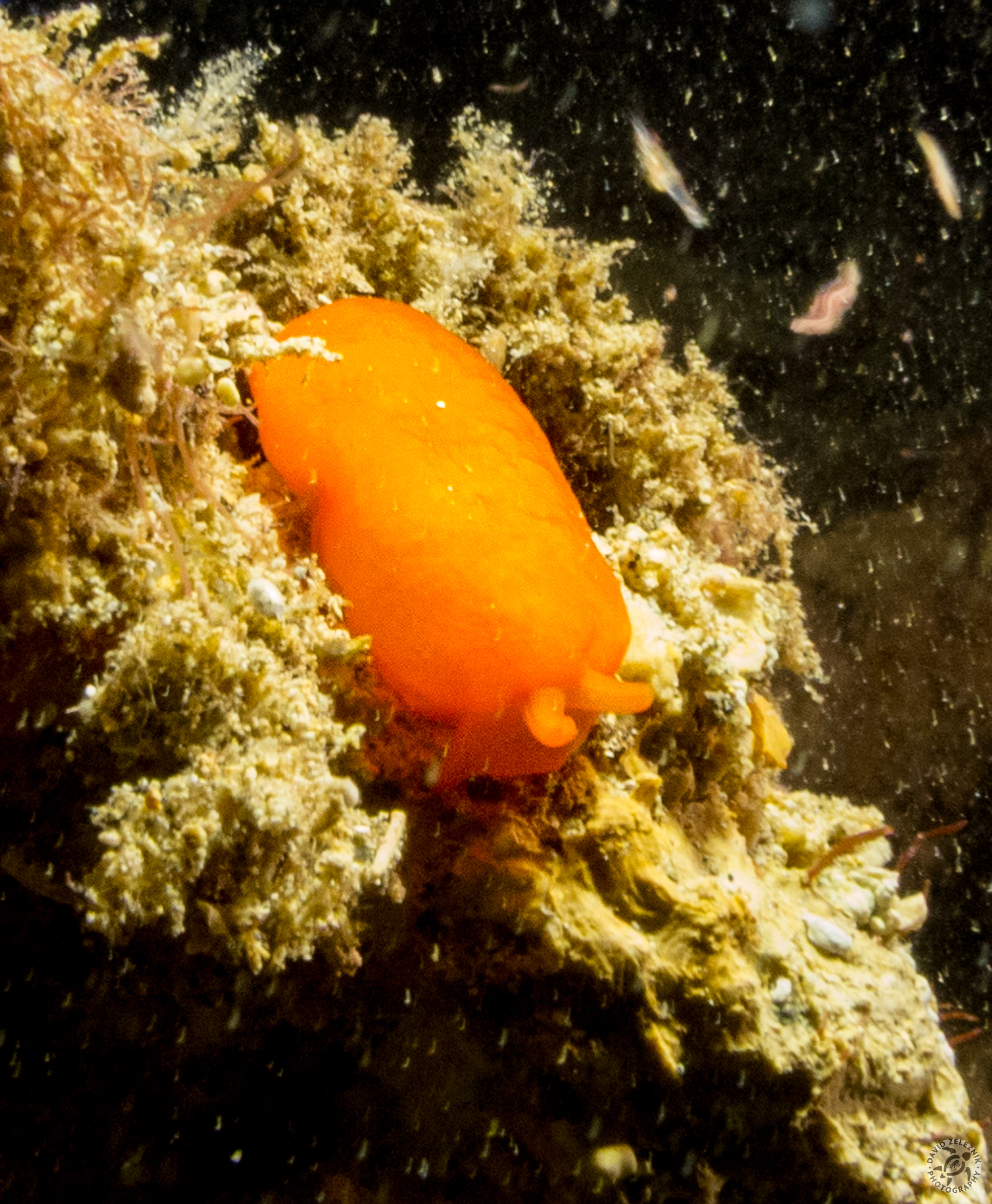 Orange Gumdrop sea slug
