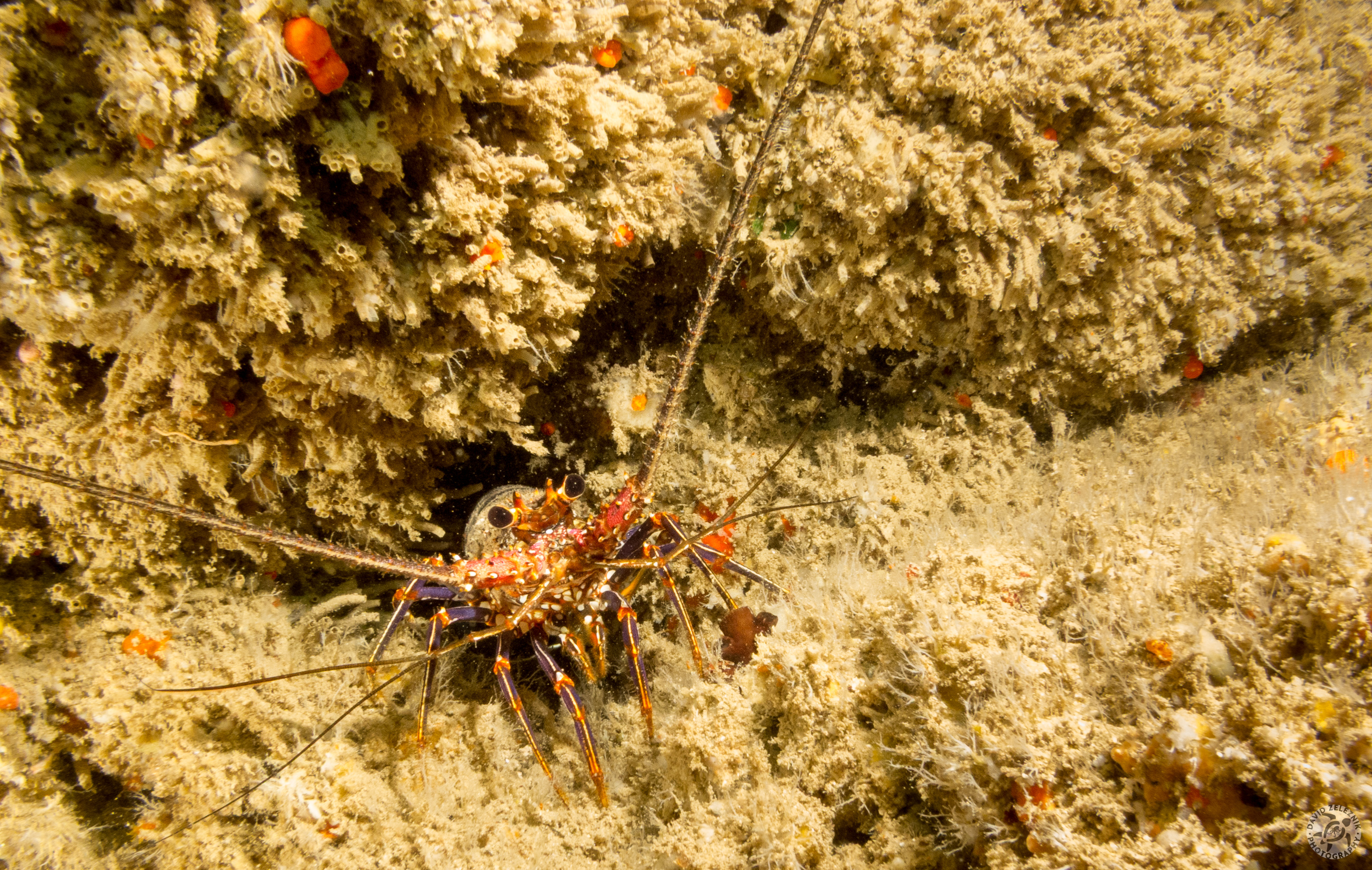 Lobster<br/><small>Tunnels Reef, Kauai</small>