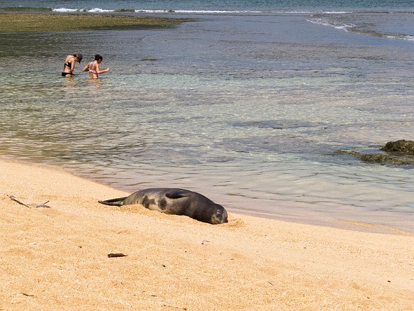 Hawaiian Monk Seal snoozing and sunning itself at Tunnels May 16, 2017 10:57 AM : Diving