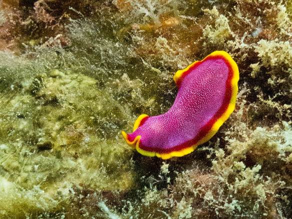 My first time spotting, let alone grabbing a photo of, the aptly named Fuchsia Flatworm, maybe only an inch long May 16, 2017 11:59 AM : Diving, animal, fuchsia flatworm, marine Flatworm, polycladida, pseudoceros ferrugineus