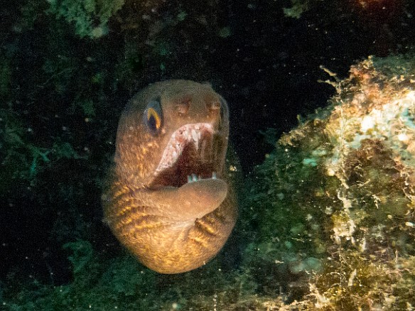 Eels galore, a Stout Moray at Tunnels May 16, 2017 12:03 PM : Diving, anguilliformes, animal, bony fish, eel, fish, moray, muraenidae, osteichthyes