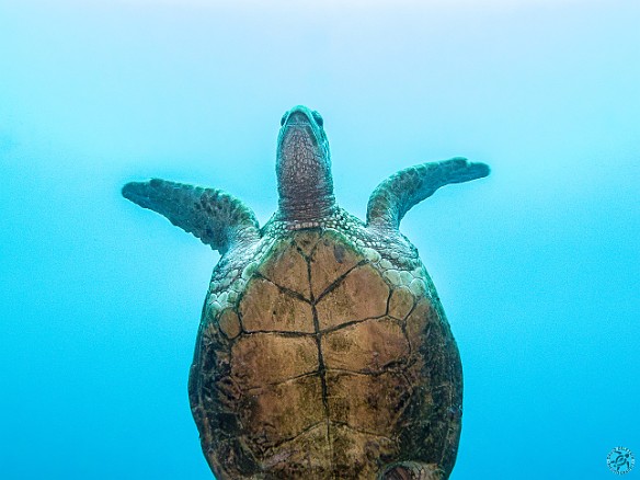 Honu at Icebox, a South Shore dive site off of Poipu Beach May 18, 2017 2:47 PM : Denoise, Diving, Enhanced, honu, turtle