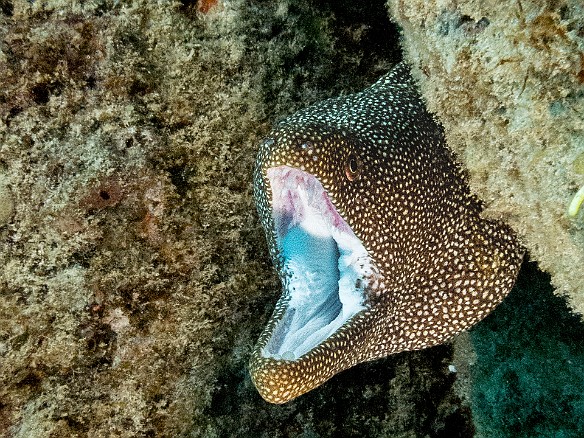 This snaggle-toothed Whitemouth Moray shows how it gets its name at Tortugas May 18, 2017 4:56 PM : Diving, Instagram, anguilliformes, animal, bony fish, eel, fish, moray, muraenidae, osteichthyes
