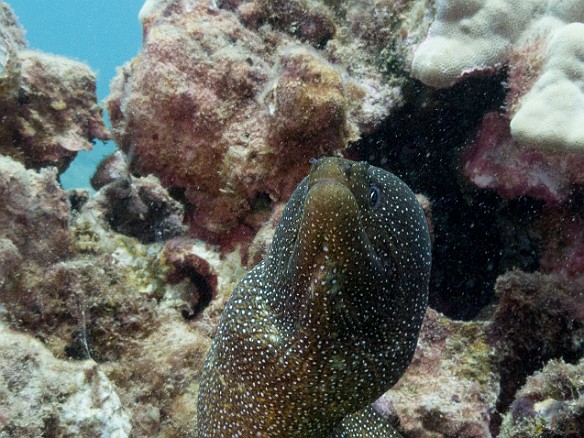 Another Whitemouth Moray, this time at Koloa Landing May 19, 2017 2:50 PM : Diving, anguilliformes, animal, bony fish, eel, fish, moray, muraenidae, osteichthyes