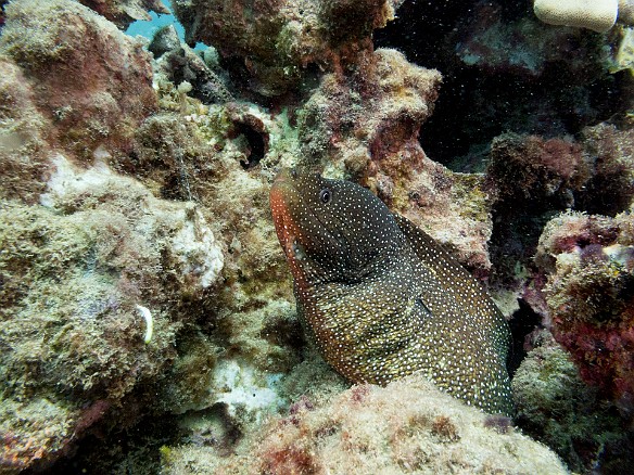 May 19, 2017 2:51 PM : Diving, anguilliformes, animal, bony fish, eel, fish, moray, muraenidae, osteichthyes